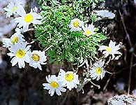 �ʐ^���N���b�N����Ɗg��摜�������܂�