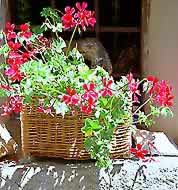 �ʐ^���N���b�N����Ɗg��摜�������܂�