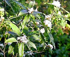 �ʐ^���N���b�N����Ɗg��摜�������܂�