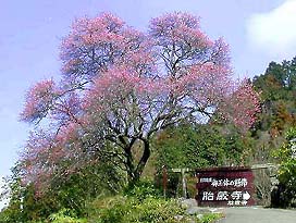 �ʐ^���N���b�N����Ɗg��摜�������܂�